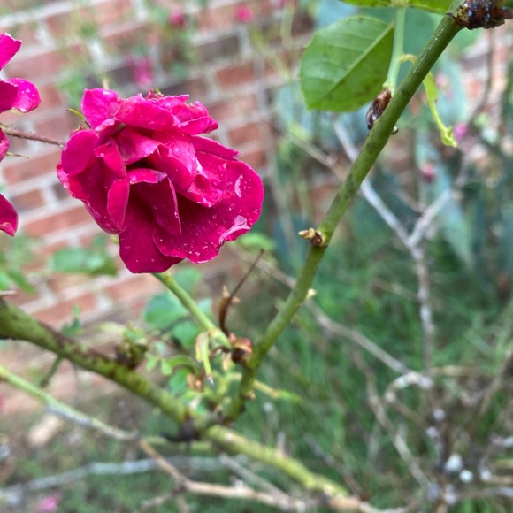 SHIPPING DAY-🌷1-2 days - Picture 7 of 16